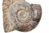 Toarcian Ammonite (Hammatoceras) Fossil - France #279282-1